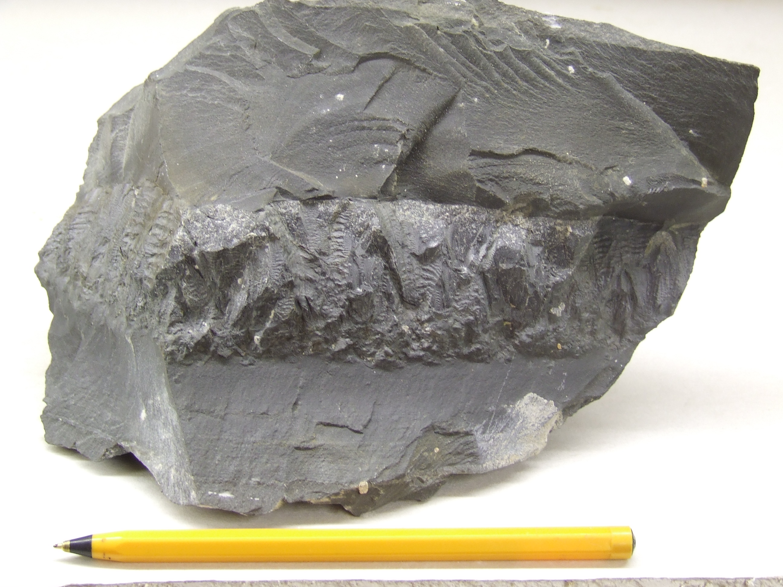 Concretion Llanidloes Bypass Bill Bagley Rocks and Minerals